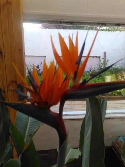 Photo of free Large Bird of Paradise plant (Torbay TQ5) #2