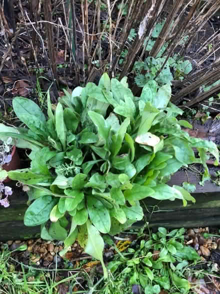 Photo of free Forget-me-nots seedlings flowers in spring (South Malling BN7) #1