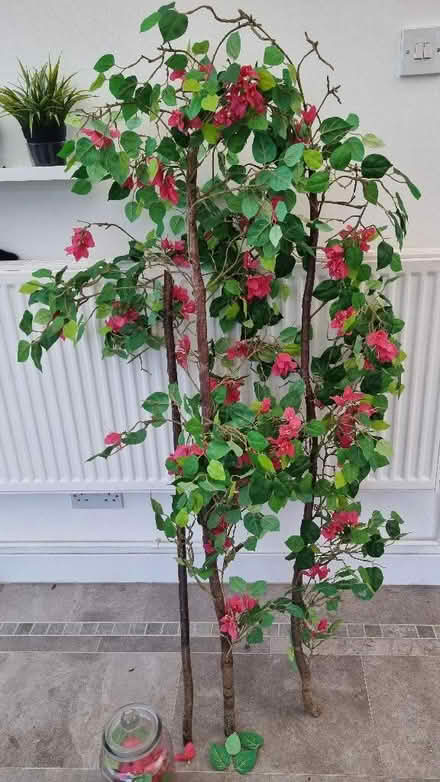 Photo of free Indoor artificial Bougainvillaea vine (Emerson Valley MK4) #1