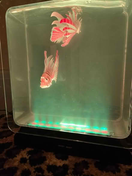 Photo of free Fake lionfish in a tank (BS5) #3