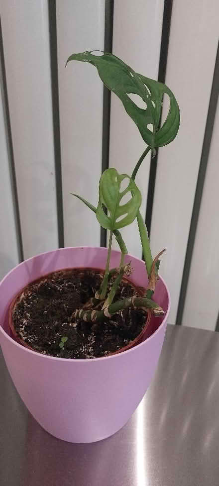 Photo of free 3 house plants (Lower Weston) #2