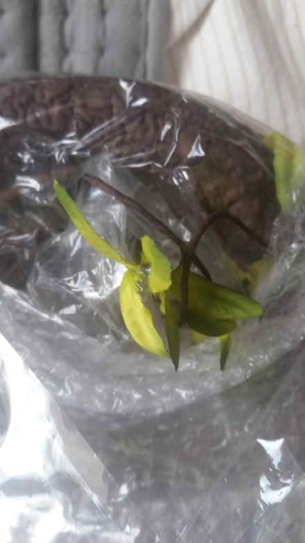 Photo of free 2 Imitation soft branches (southey green S5) #3