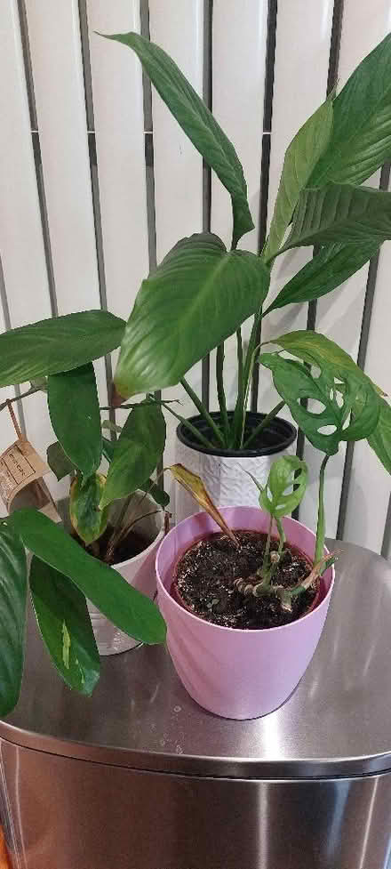 Photo of free 3 house plants (Lower Weston) #1