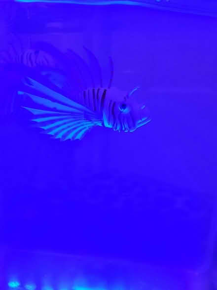Photo of free Fake lionfish in a tank (BS5) #4