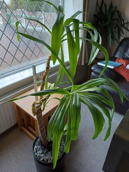 Photo of free Yucca Plant (Rainham, Kent - ME8) #2