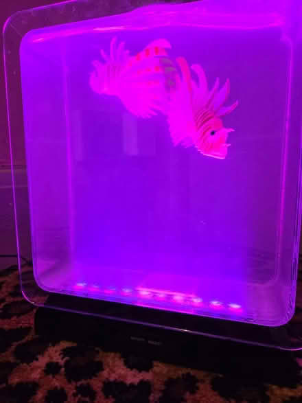 Photo of free Fake lionfish in a tank (BS5) #2