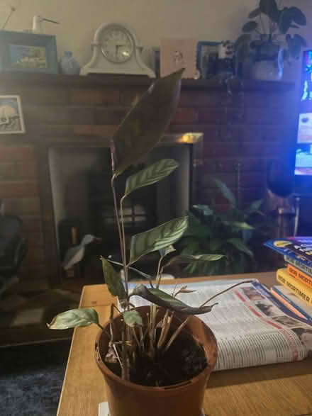 Photo of free House plants (Amersham HP7) #1