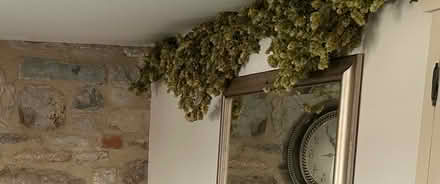 Photo of free Two x 6/7 ft string of HOPS (Norton Fitzwarren TA2) #2