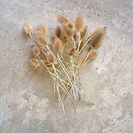 Photo of free Dried teasels (Erith DA17) #1