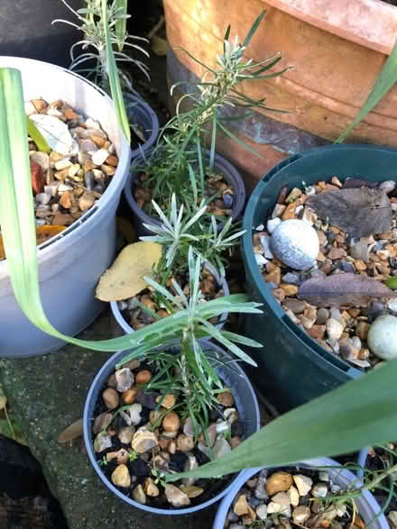 Photo of free Curry plants (South Malling BN7) #1