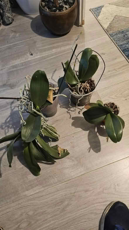 Photo of free 3 orchid plants (GU73) #1