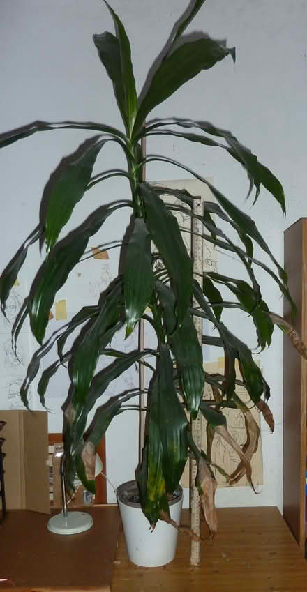 Photo of free tall houseplant (West Bowling BD5) #1