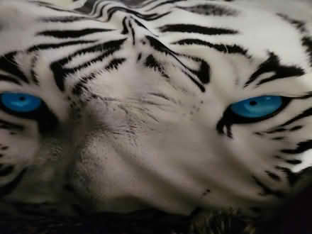 Photo of free Double quilt and cover (Fenlake MK42) #1