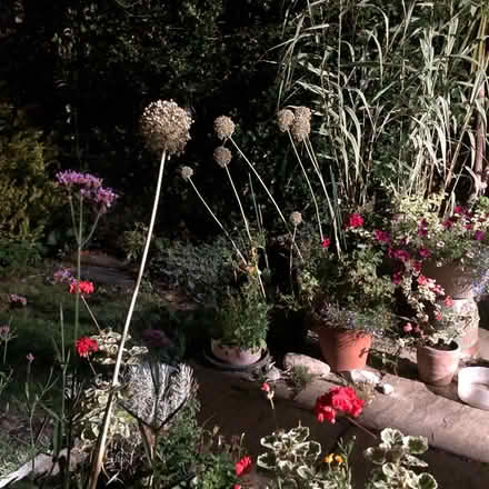 Photo of free Giant garlic fab plant edible too (South Malling BN7) #2