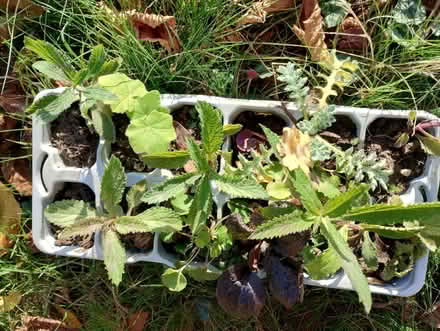 Photo of free Hardy plants (Trumpington Ward CB2) #1