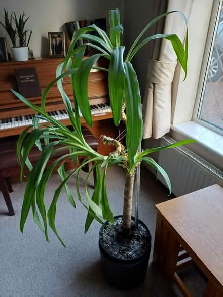 Photo of free Yucca Plant (Rainham, Kent - ME8) #1