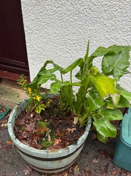 Photo of free Plants in pots (Blackpill SA2) #3