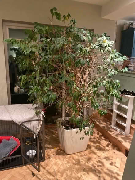 Photo of free Lqrge house plant. (Forest Row RH18) #1