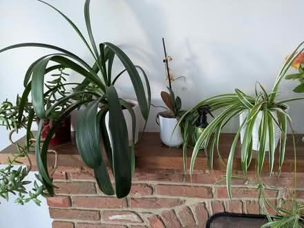 Photo of free Houseplants (Barkham RG41) #1