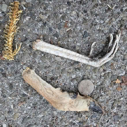 Photo of free Feet (Chiquita Av MtnVw) #1