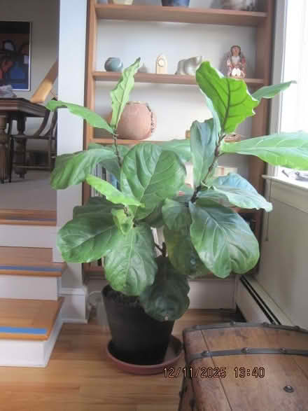 Photo of free house plant (Bolton, CT) #1
