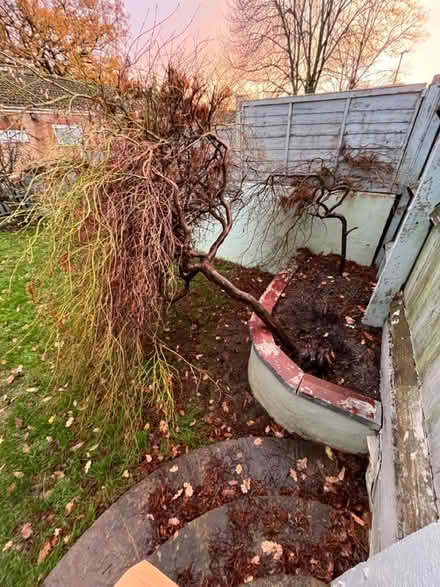 Photo of free Japanese Maple (Acer) tree (Coombe Dingle BS9) #2