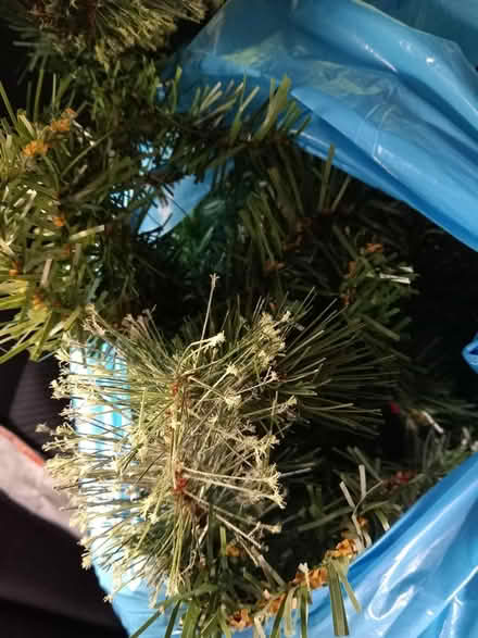 Photo of free 7' Christmas tree (RG6 near Palmer Park) #1