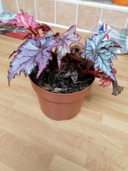 Photo of free Begonia Rex (Langney BN23) #1
