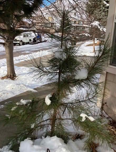 Photo of free “Charlie Brown” Christmas tree (North Golden) #3