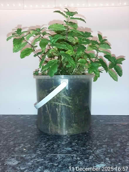 Photo of free Spearmint (H 18cm × W 34cm) (Edgwarebury Lane) #4