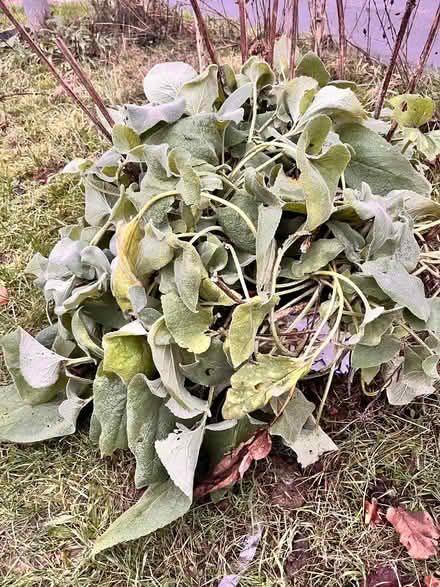 Photo of free Phlomis russeliana/ Turkish Sage clumping Perennial (Hyde Heath HP6) #1