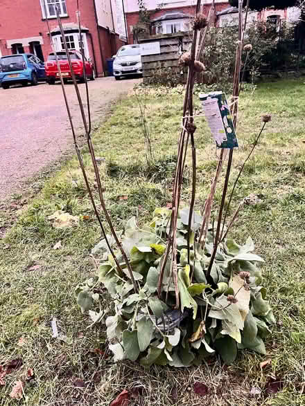 Photo of free Phlomis russeliana/ Turkish Sage clumping Perennial (Hyde Heath HP6) #2