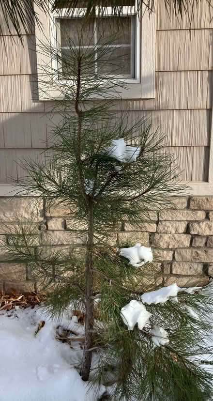 Photo of free “Charlie Brown” Christmas tree (North Golden) #2