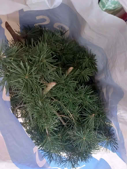 Photo of free Christmas Wreath foliage (Warden Hill GL51) #3