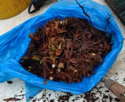 Photo of free Clump of Persicaria / Bistorta (Glyne Gap TN40) #2