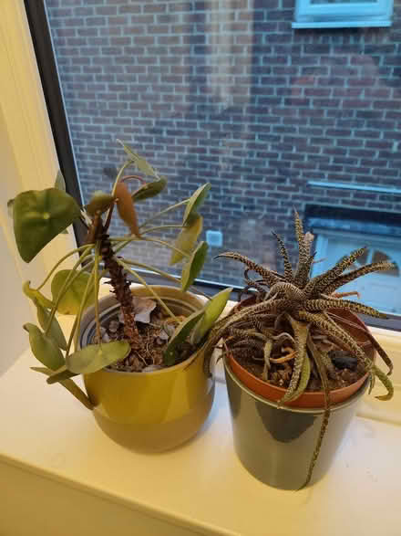 Photo of free Pot plants (Downham) #3