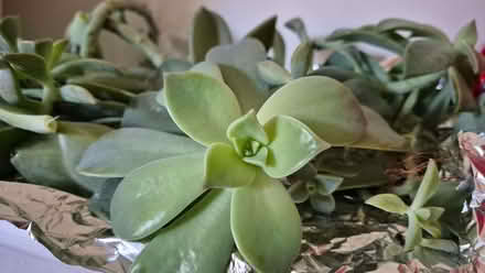Photo of free Succulents props (Kidlington OX5) #1