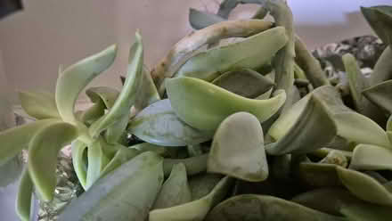 Photo of free Succulents props (Kidlington OX5) #3