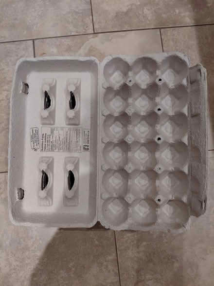 Photo of free 18 pack egg cartons (Appleby/New Street, Burlington) #1
