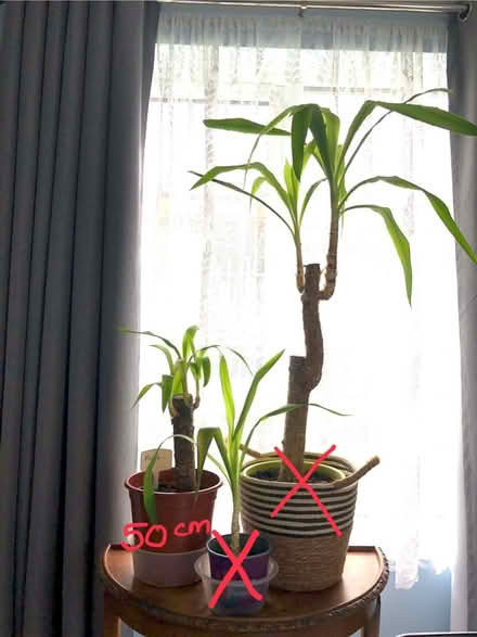 Photo of free Yucca plants (Cambridge CB1) #1