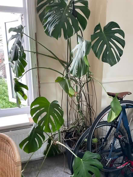 Photo of free Large cheese plant (S7 Carter knowle) #1