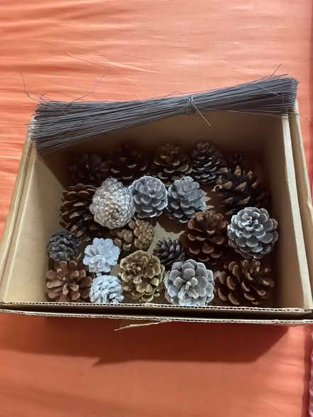 Photo of free Box of pine cones (Carnforth LA5) #2