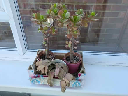 Photo of free Houseplants (Barkham RG41) #4