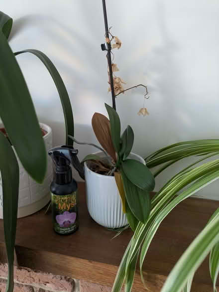 Photo of free Houseplants (Barkham RG41) #3