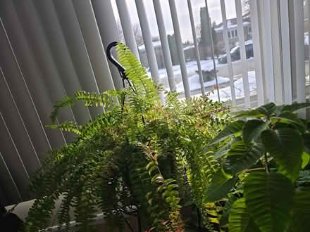 Photo of free Between 1 Boston Fern (Woodridge Dr/Hobson/Rt. 53) #1