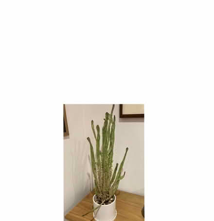 Photo of free Cactus in pot (Willingdon BN20) #2