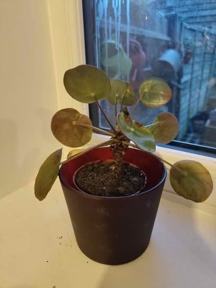 Photo of free Pot plants (Downham) #1