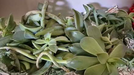 Photo of free Succulents props (Kidlington OX5) #2