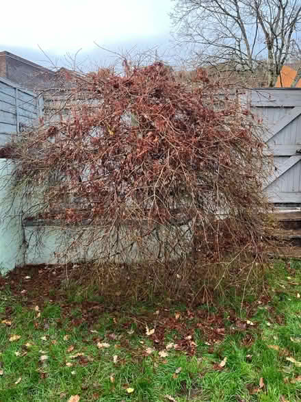 Photo of free Japanese Maple (Acer) tree (Coombe Dingle BS9) #1