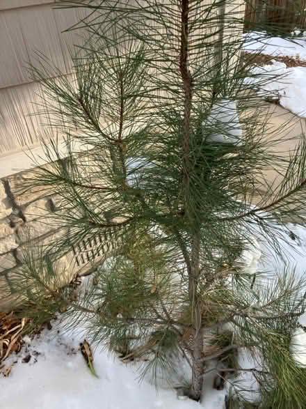 Photo of free “Charlie Brown” Christmas tree (North Golden) #1